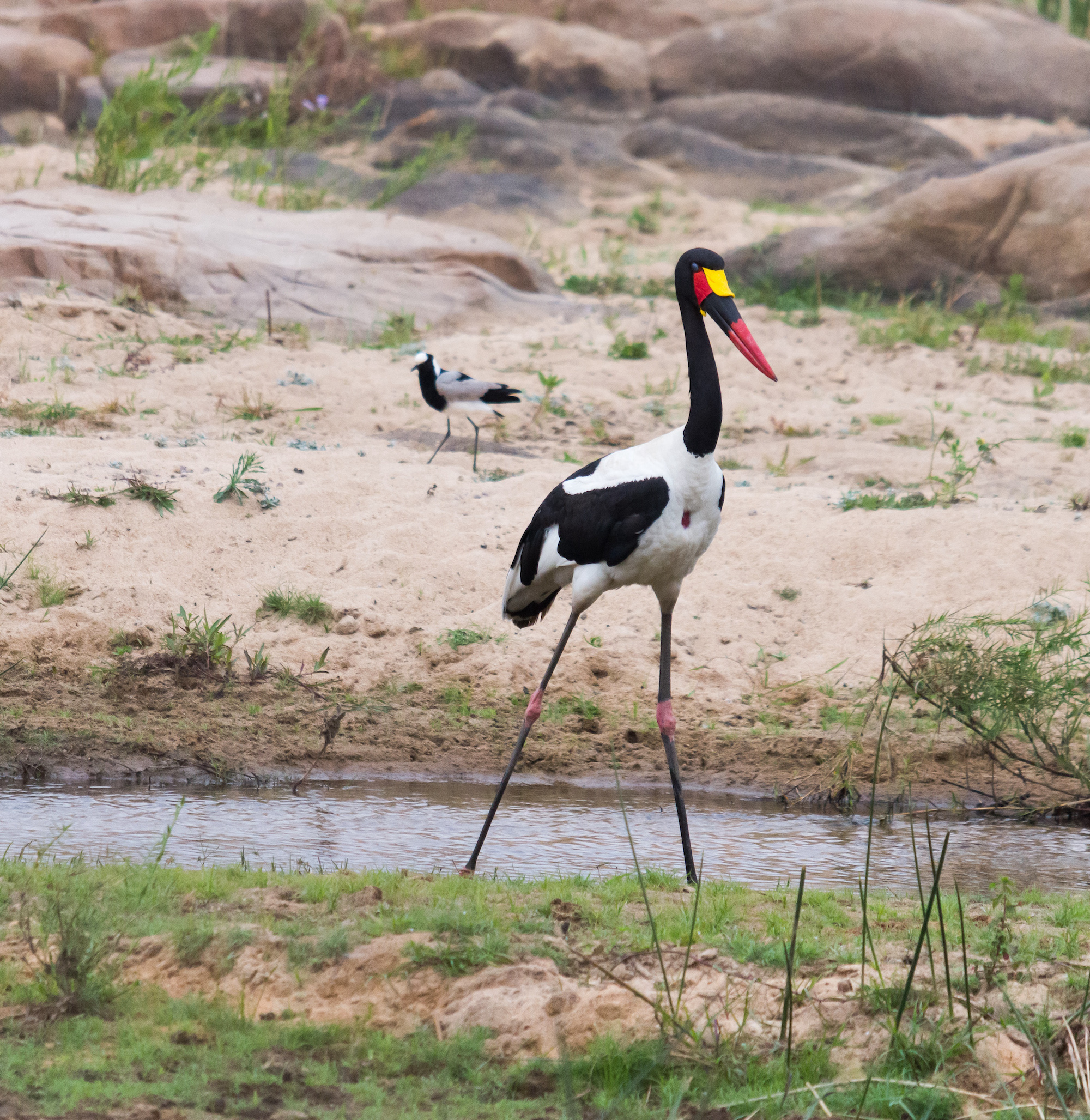 Kruger National Park Day 2, Part 4: Saddle-Billed Stork and Giraffes