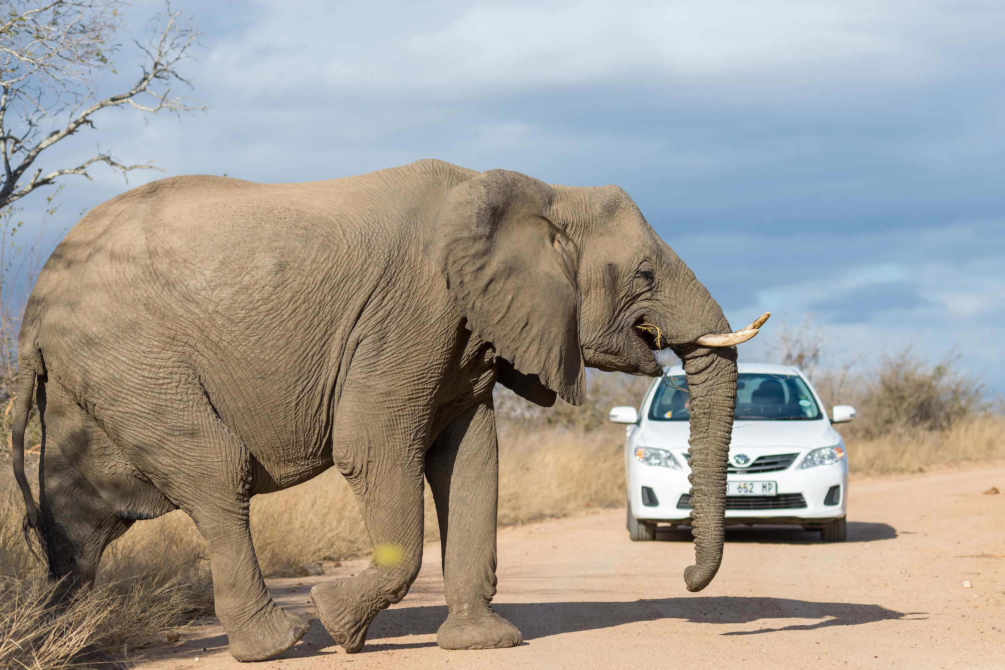 Kruger National Park – Day 3: Going home?