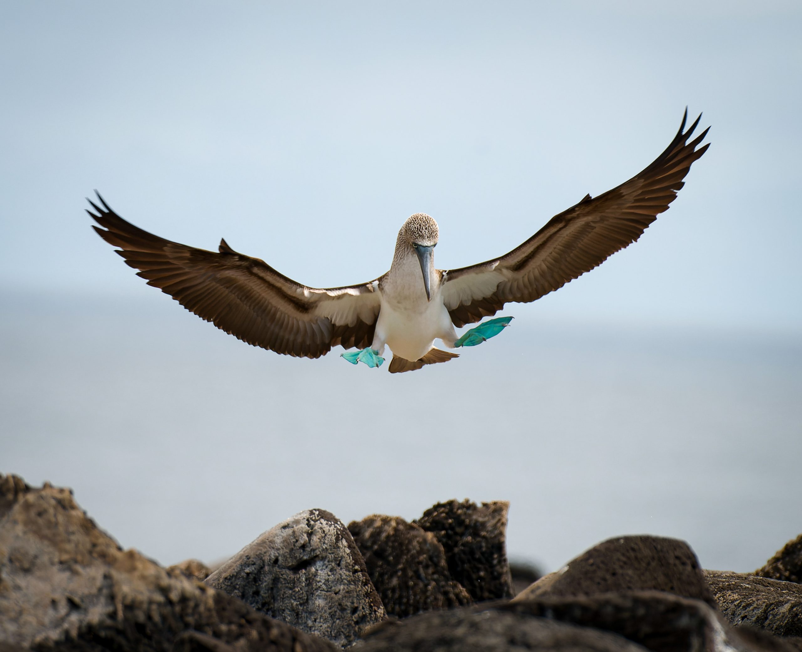 Galapagos Day 9 – Espanola