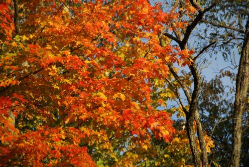 2008 Fall New England