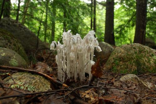 New Hampshire Camping